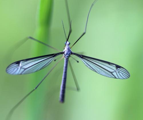 Réf. 204 867 : Tipula caesia